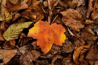 Caí tan tantas veces